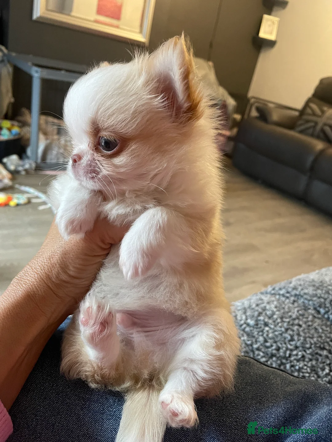 Chihuahua dogs for sale: Gorgeous  little  Longcoat Boy Kc 🌟🌟🌟🌟🌟 - Advert 4