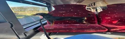 Miniature Pinscher dogs for stud: Handsome KC Miniature Pinscher for stud  - Advert 6