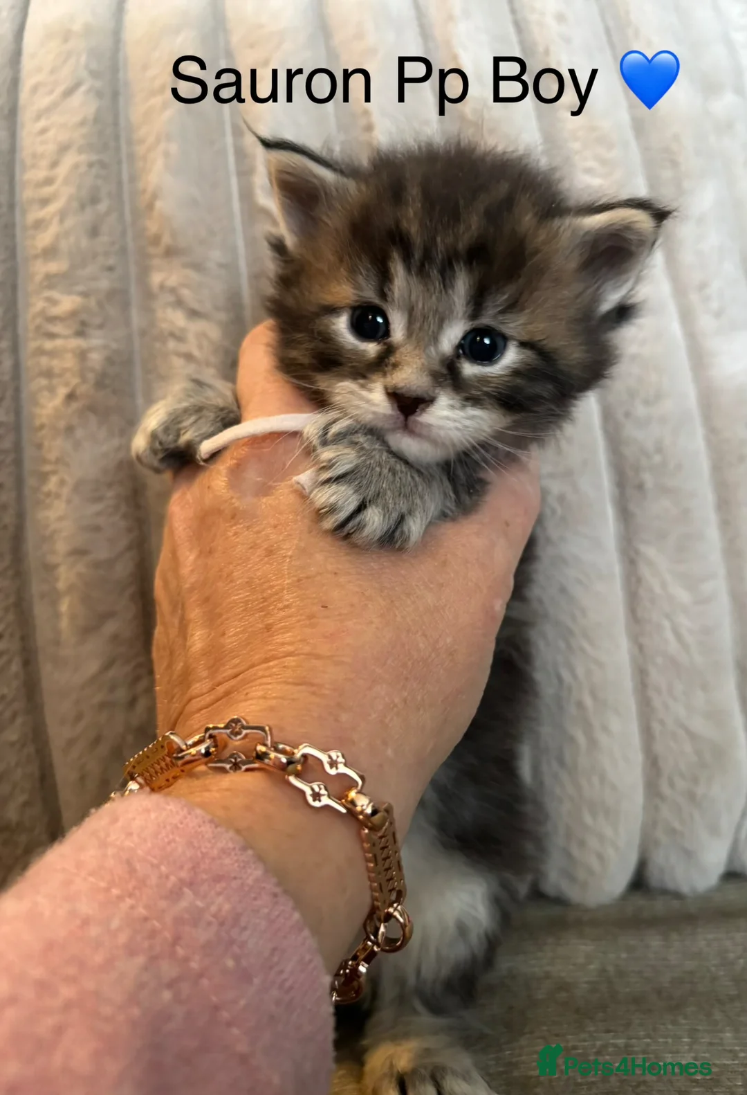 Maine Coon cats for sale: Stunning tica registered Maine coon kittens  - Advert 2