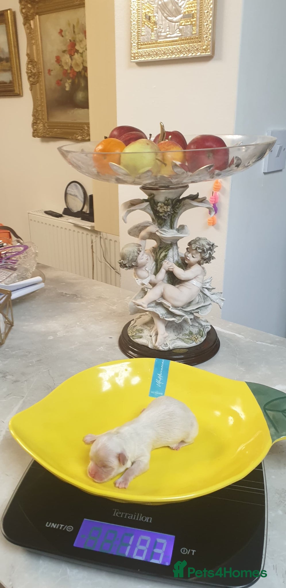 Bichon Frise dogs 6 bishon frezze poppy's dog's 🐕 . - Advert 2