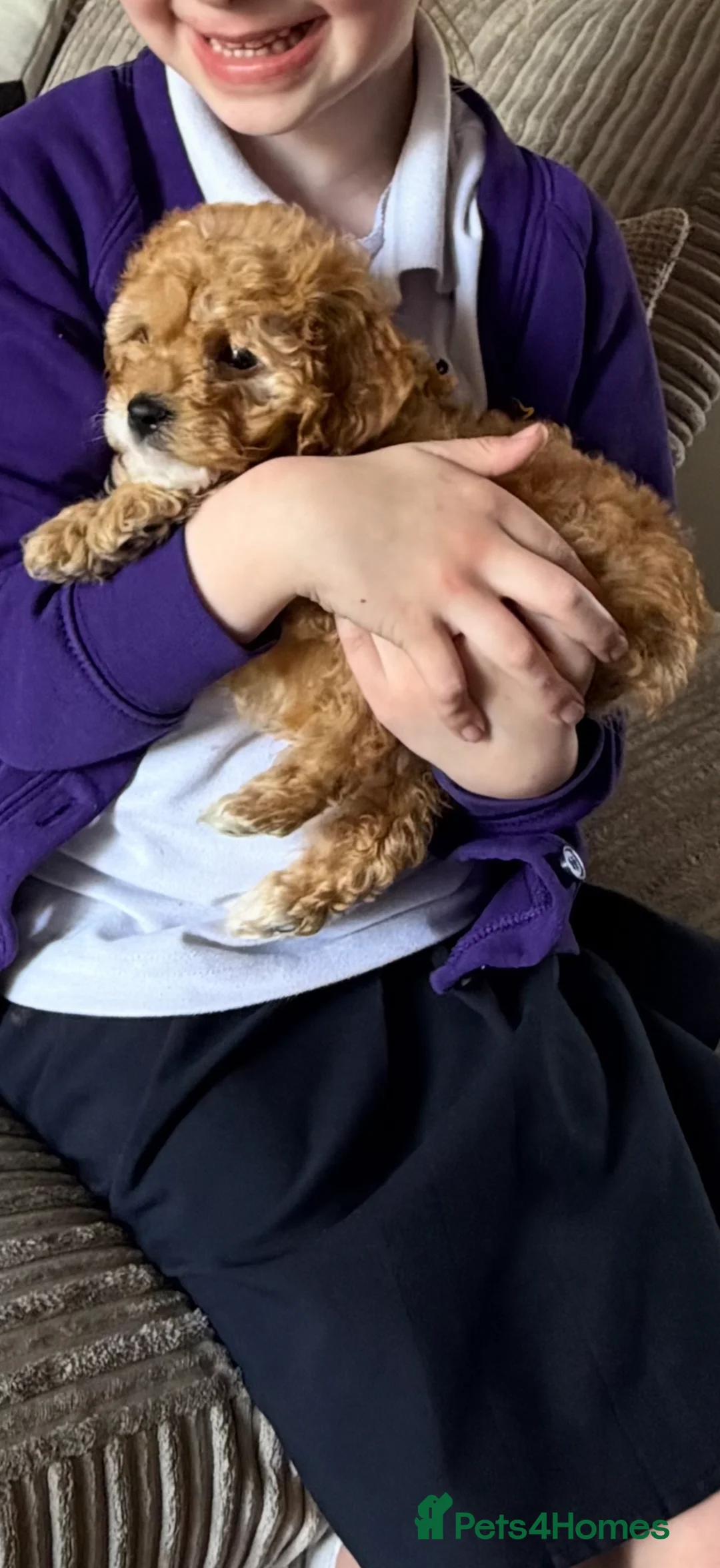 Cavapoo dogs for sale: Cavapoo in Clitheroe - Advert 2