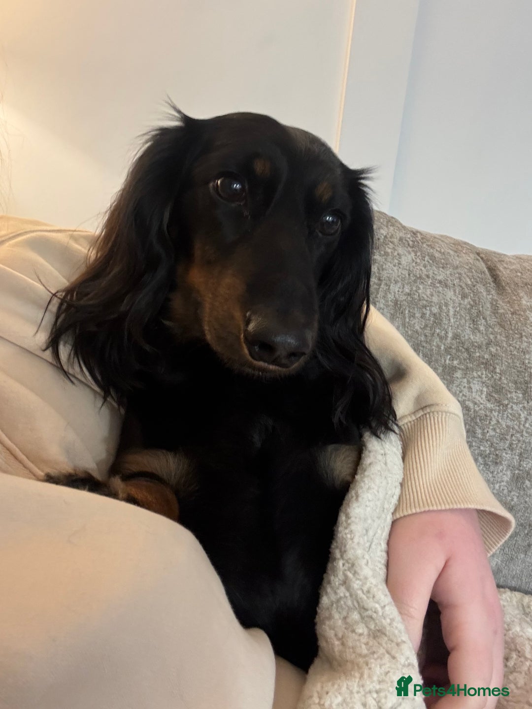 Miniature Dachshund dogs for sale:  long haired miniature dachshund male KC registere - Advert 10