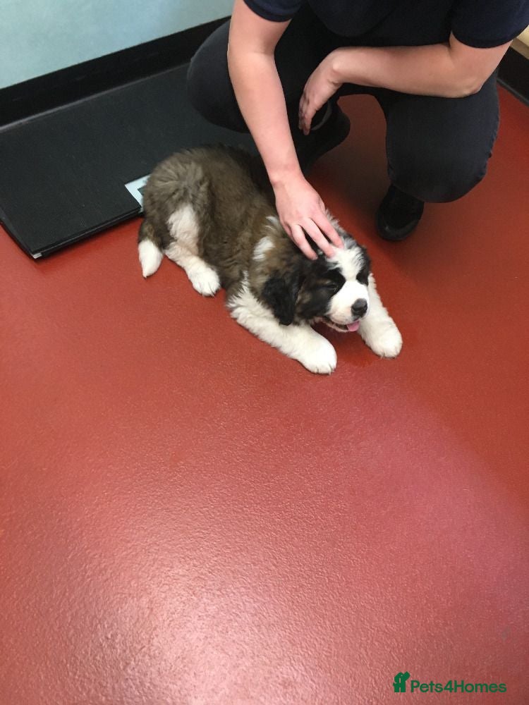 Saint Bernard dogs Rough Coated Pure St. Bernard  pups - Advert 4