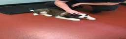 Saint Bernard dogs for sale: Rough Coated Pure St. Bernard  pups - Advert 1