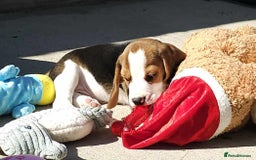 Beagle dogs for sale: Stunning KC Reg Beagle Pups - Ready Now - Image 25
