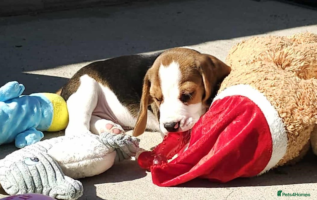 Beagle dogs for sale: Stunning KC Reg Beagle Pups - Ready Now - Image 25