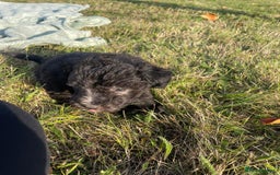 Mixed Breed dogs for sale: Foxypoo puppies for sale  - Image 12