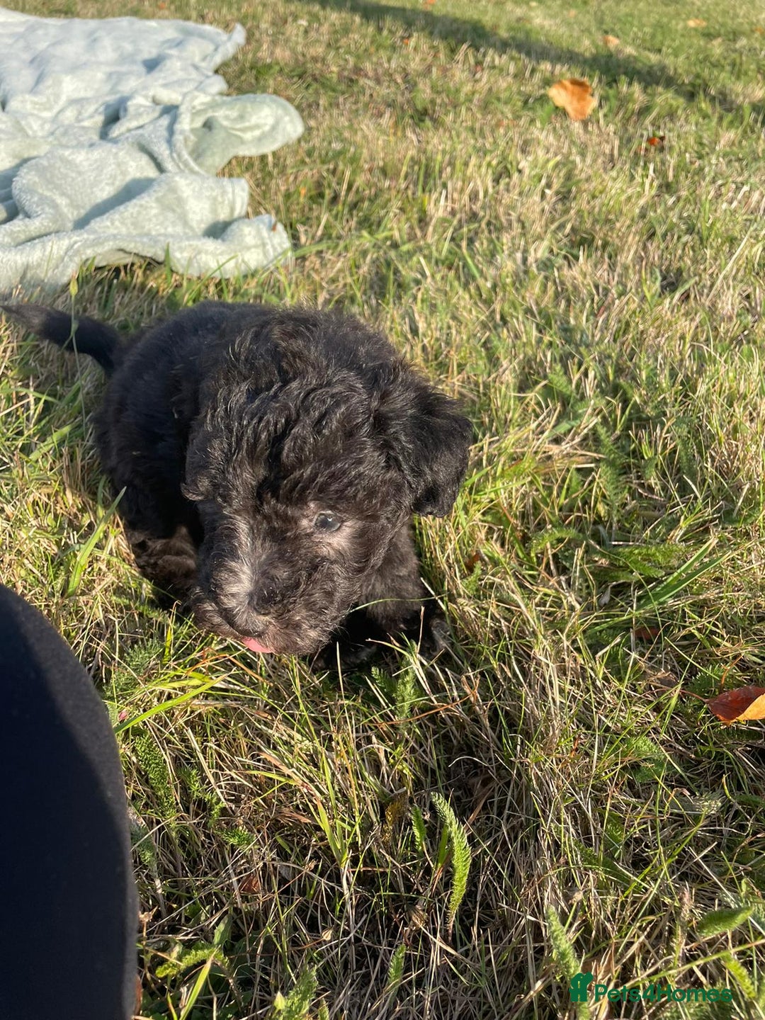 Mixed Breed dogs for sale: Foxypoo puppies for sale  - Image 12