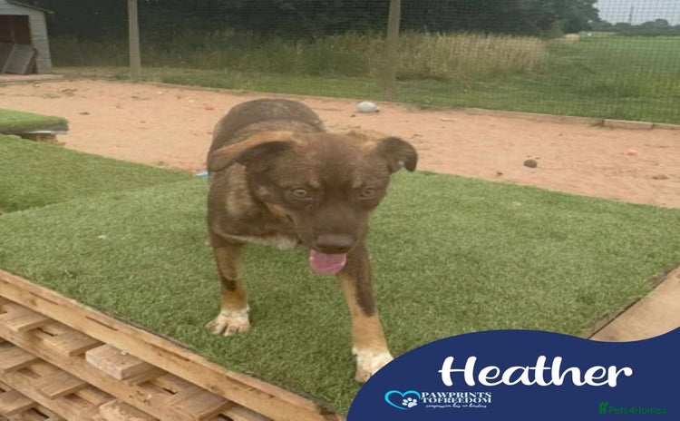 Mixed Breed dogs - Advert 1