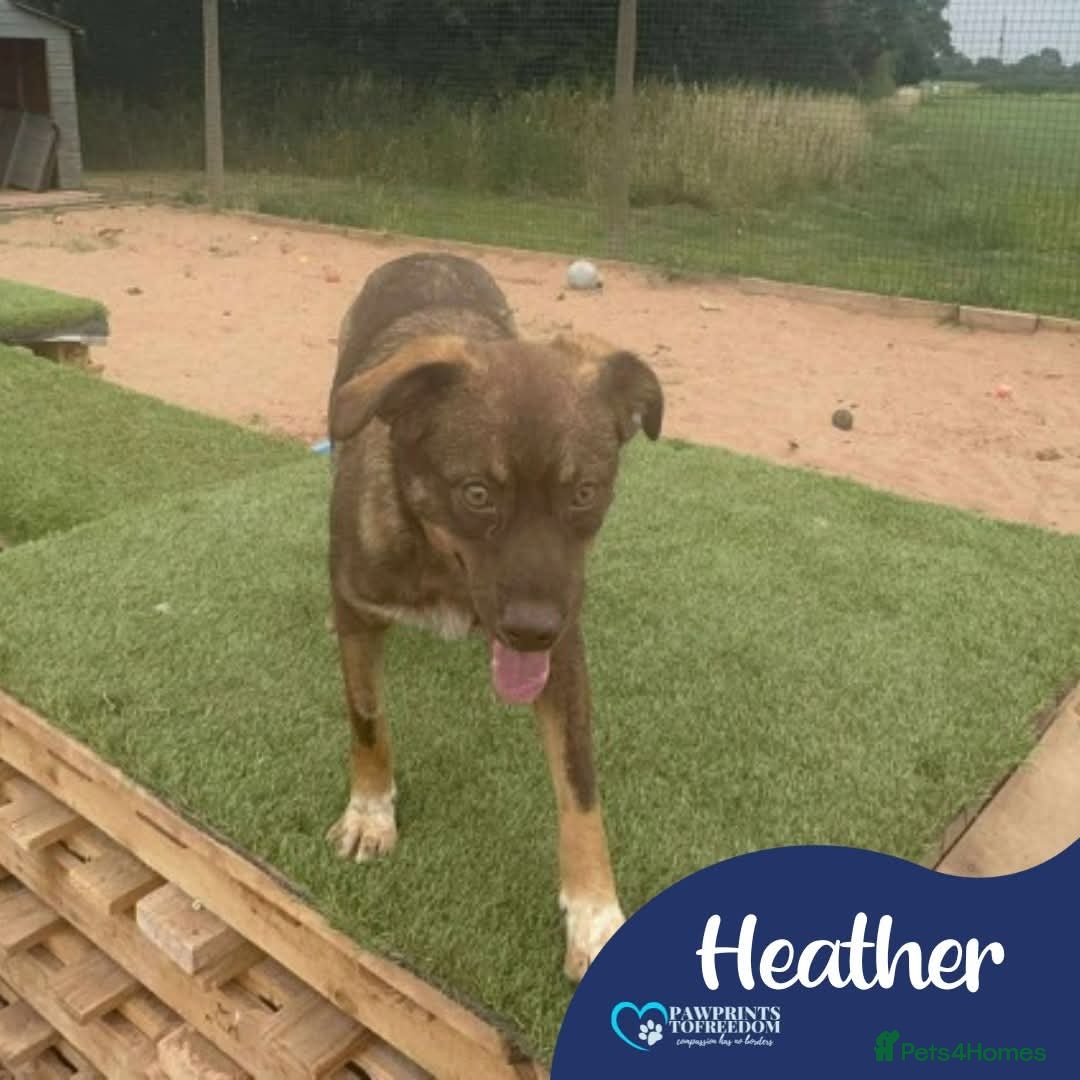 Mixed Breed dogs for adoption: Meet Heather, currently residing in Cheshire  - Image 1