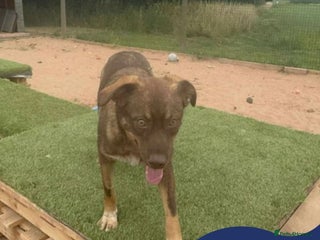 Mixed Breed dogs - Advert 23