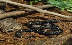 Snake reptiles for sale: Snakes available. Price is in the adrvert  - Image 4