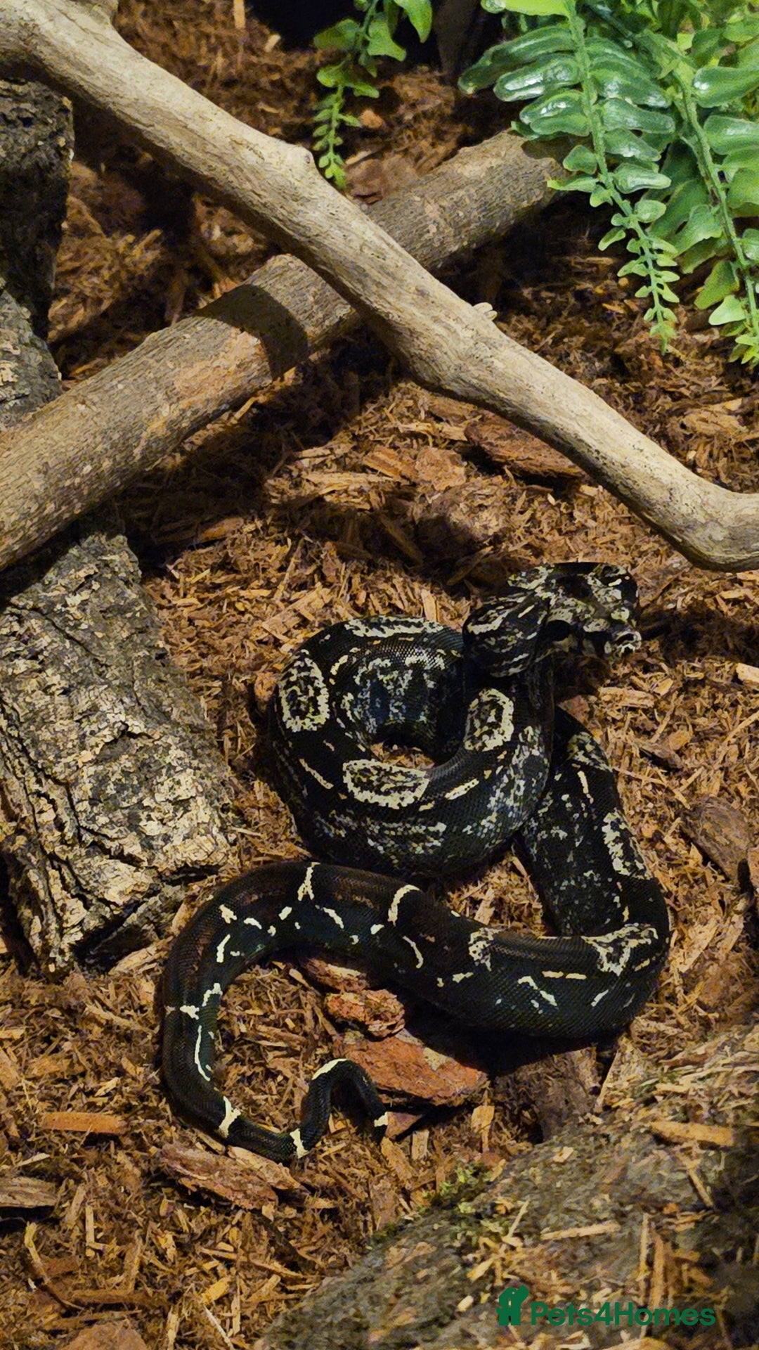 Snake reptiles for sale: Snakes available. Price is in the adrvert  - Image 4