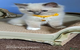 Ragdoll cats for sale: GCCF REG 6 fluffy kittens - Image 6