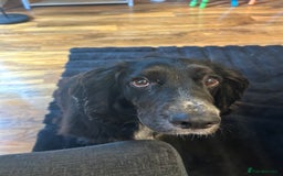 Cocker Spaniel dogs for sale: Cocker Spaniel for sale  - Image 2