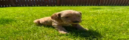 Cockapoo dogs for sale: Toy cockapoo puppies (golden) (tri) super cute - Advert 24