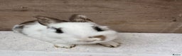 Mixed Breed rabbits for sale: 9 beautiful little Rabbit very friendly - Advert 2