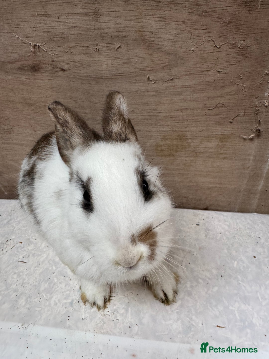 Mixed Breed rabbits for sale: 9 beautiful little Rabbit very friendly - Advert 2