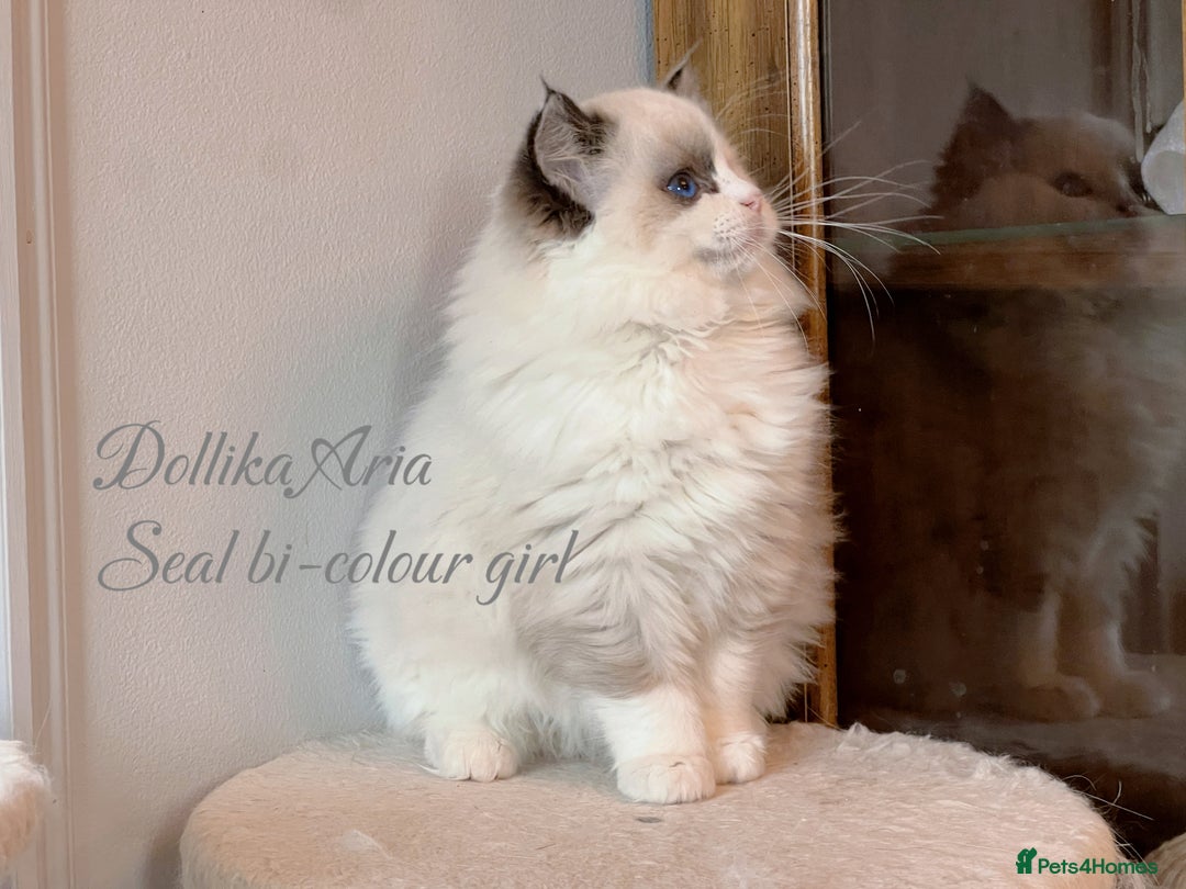 Ragdoll cats for sale: TICA Reg. Championship bloodline Ragdoll Kittens - Image 11