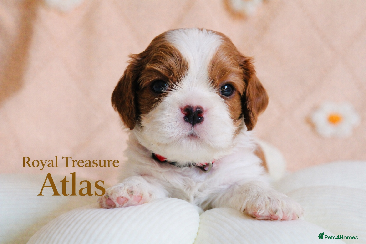 Cavalier King Charles Spaniel dogs KC reg TOP standard CKCS last boy - Advert 1