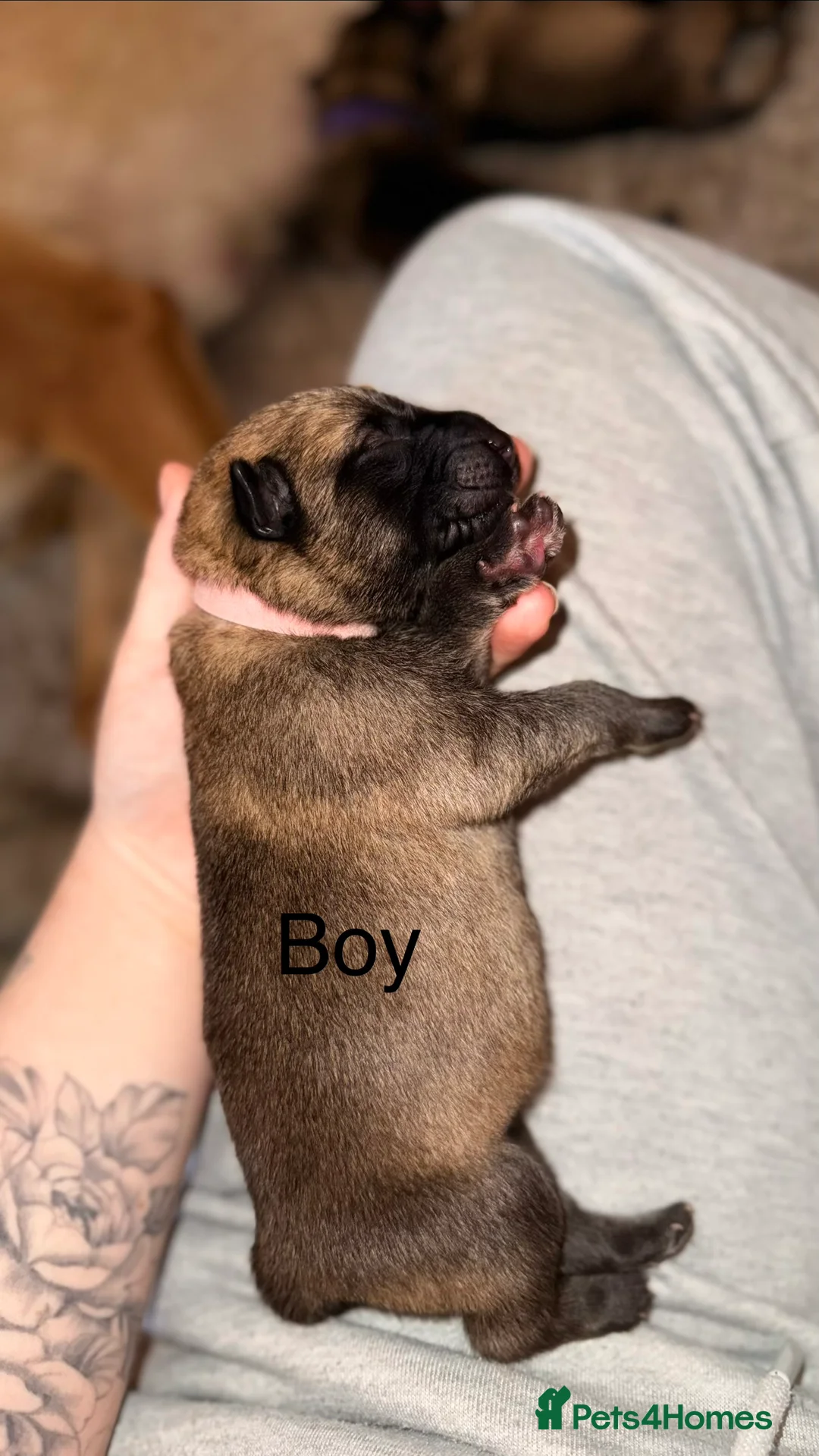 Mixed Breed dogs for sale: Incredible Belgian MalinoisxGerman shepherd pups - Advert 7