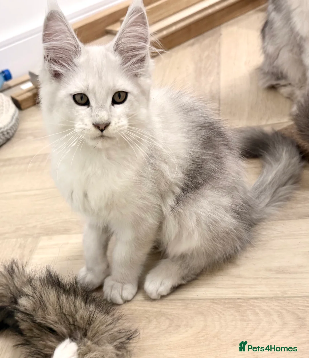 Maine Coon cats for sale: Champ blood Unique Color Ns11 boy active!!!🏅🏅🏅 - Advert 4