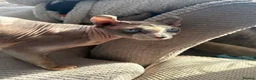 Sphynx cats for sale: Sphynx Cats for sale  - Advert 5