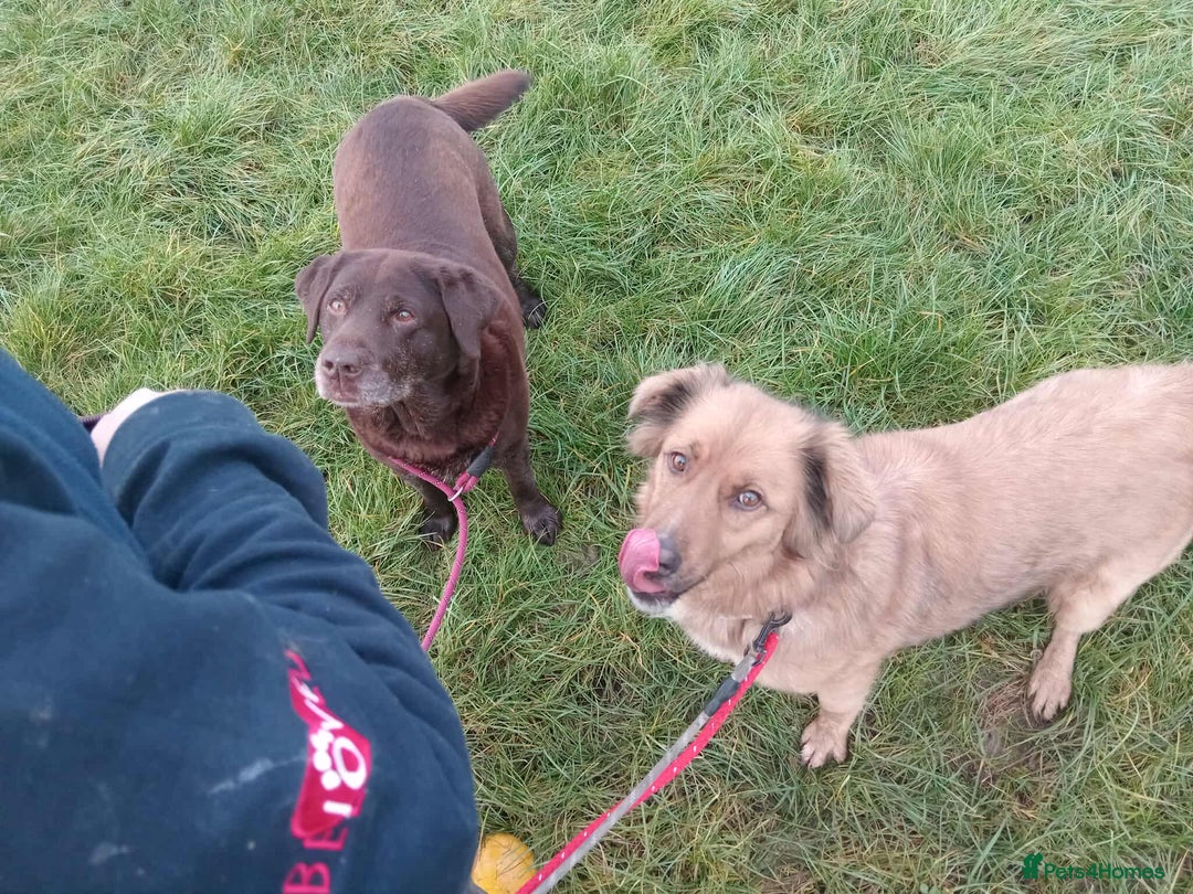 Mixed Breed dogs for adoption: GINNY - Advert 4