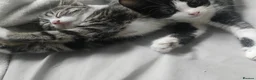 Bombay cats for sale: Bombay Cross! - Advert 8