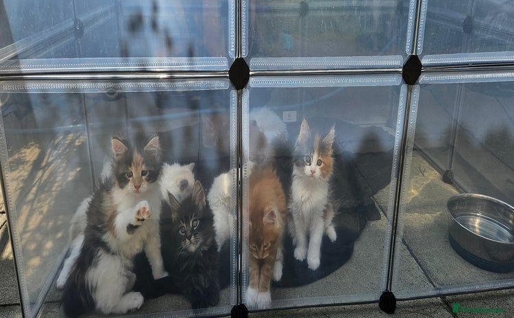 Maine Coon cats - Advert 1