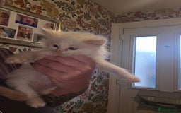 Maine Coon cats for sale: Mainecoon/ragdoll - Advert 5