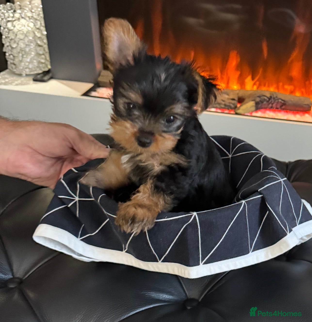 Yorkshire Terrier dogs Yorkshire Terrier Puppies Only 1 Boy Left !!!! - Advert 23