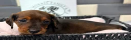 Miniature Dachshund dogs for sale: Outstanding quality Russian bloodline minis - Advert 15