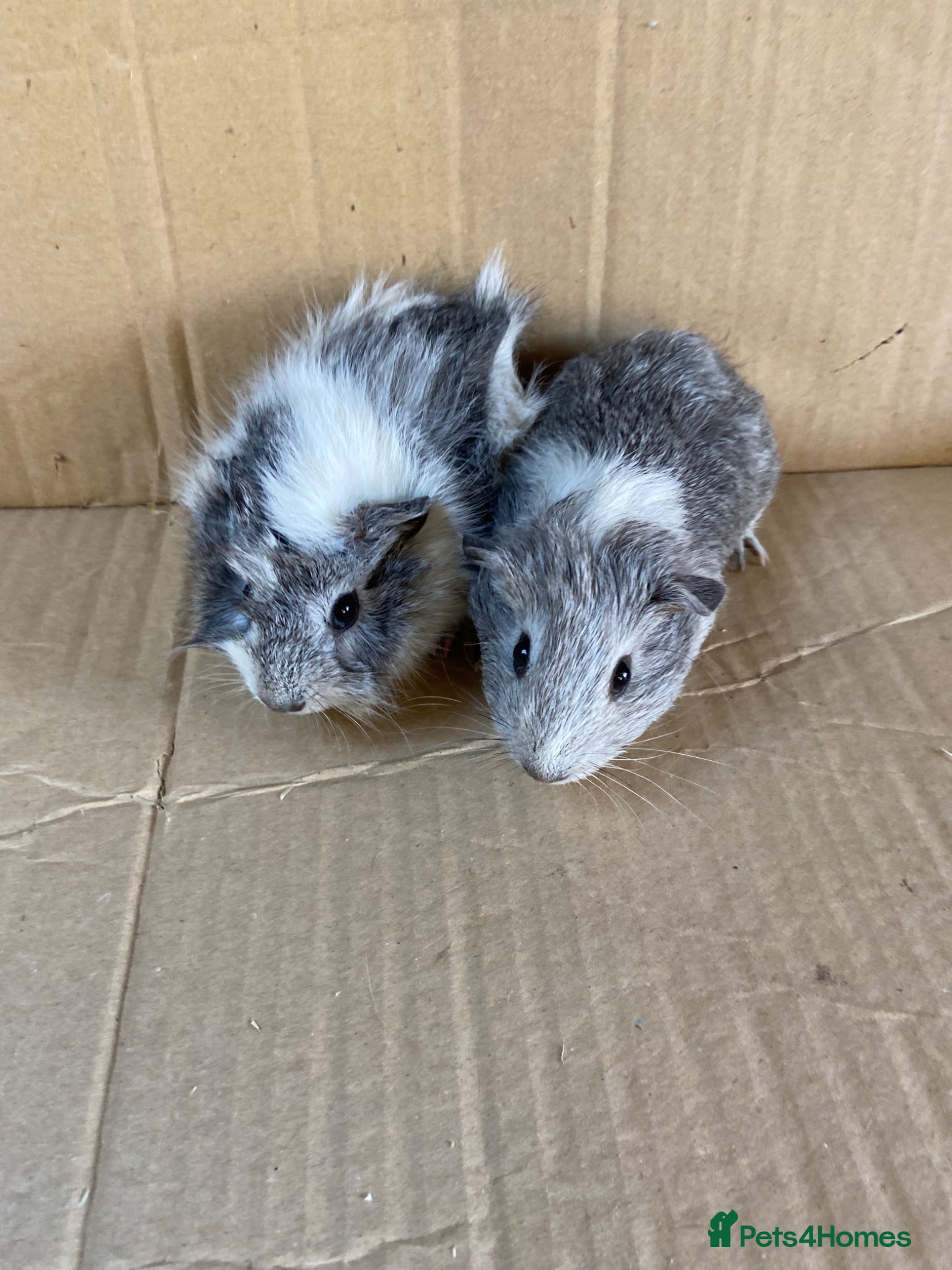 Guinea Pig rodents Baby Female Guinea Pigs  - Advert 8
