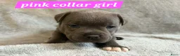 Staffordshire Bull Terrier dogs for sale: Tiny paws,  Big personalities 🐾❤️ - Advert 12