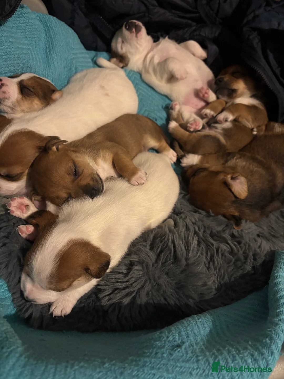 Jack Russell dogs for sale: Pupies 🥰🥰 in Warrington - Advert 20