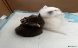 Mixed Breed cats for sale: Kittens  - Image 6