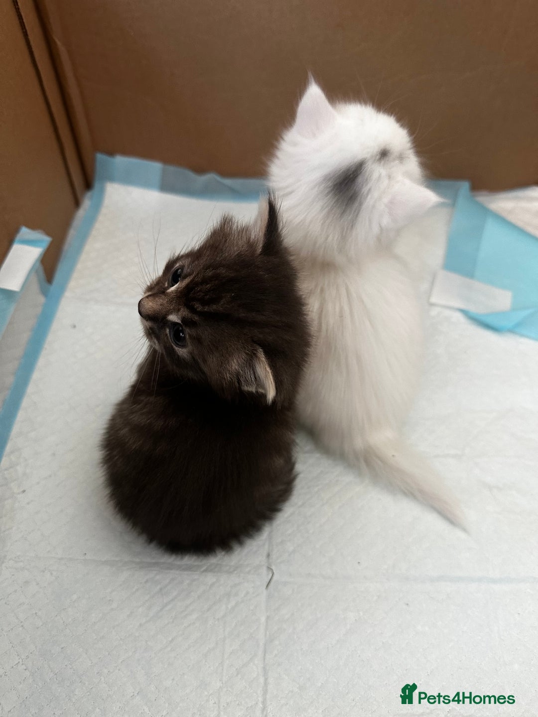 Mixed Breed cats for sale: Kittens  - Image 6