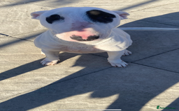 English Bull Terrier dogs for sale: English bull terrier bitch - Image 1