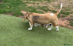 Beagle dogs for sale: loving Girl Beagle looking for 5 Star Home - Image 5