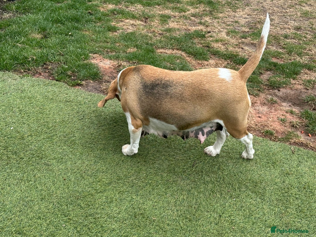 Beagle dogs for sale: loving Girl Beagle looking for 5 Star Home - Image 5
