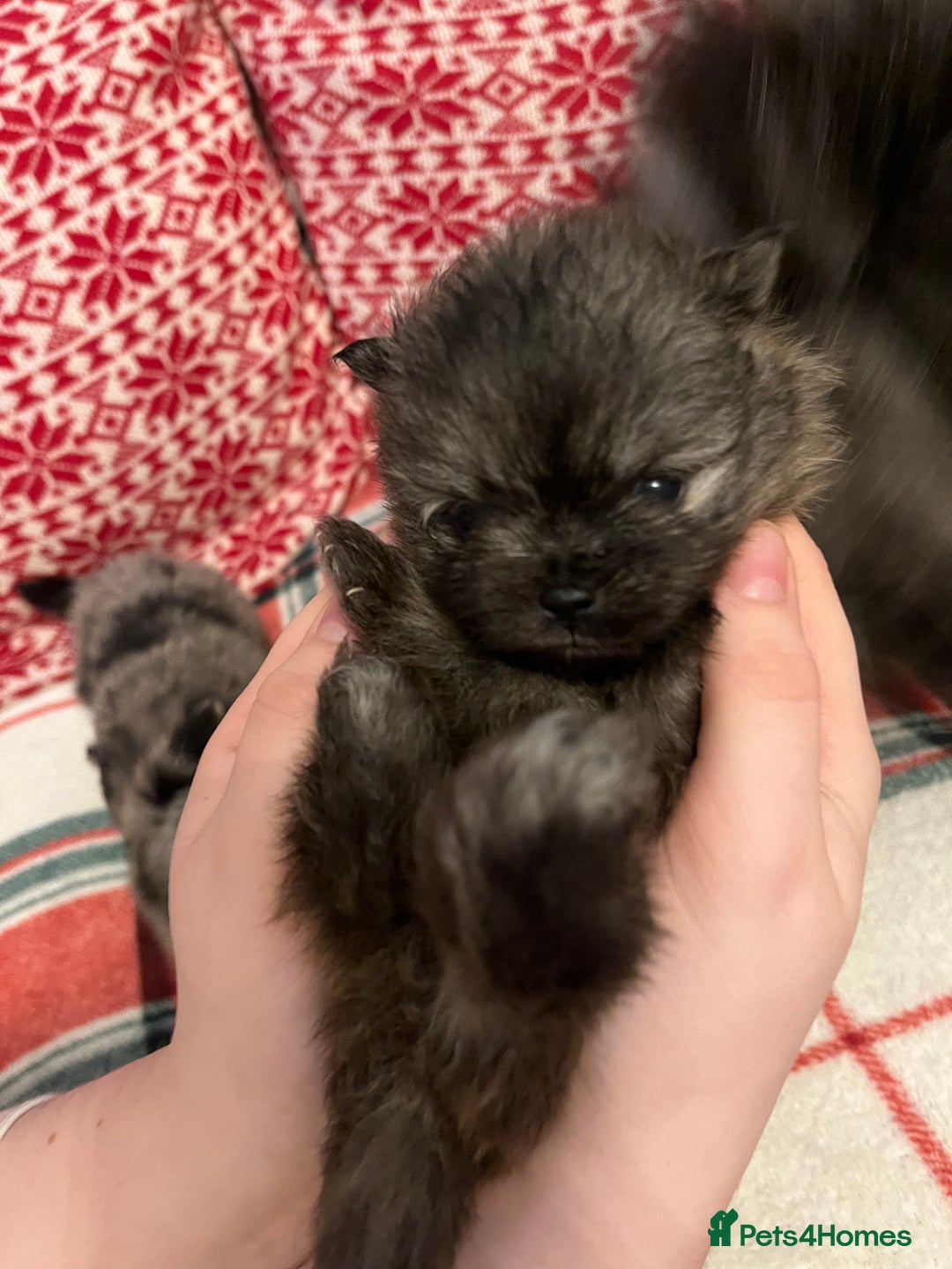 Pomeranian dogs for sale: Stunning Pomeranian puppys - Advert 33