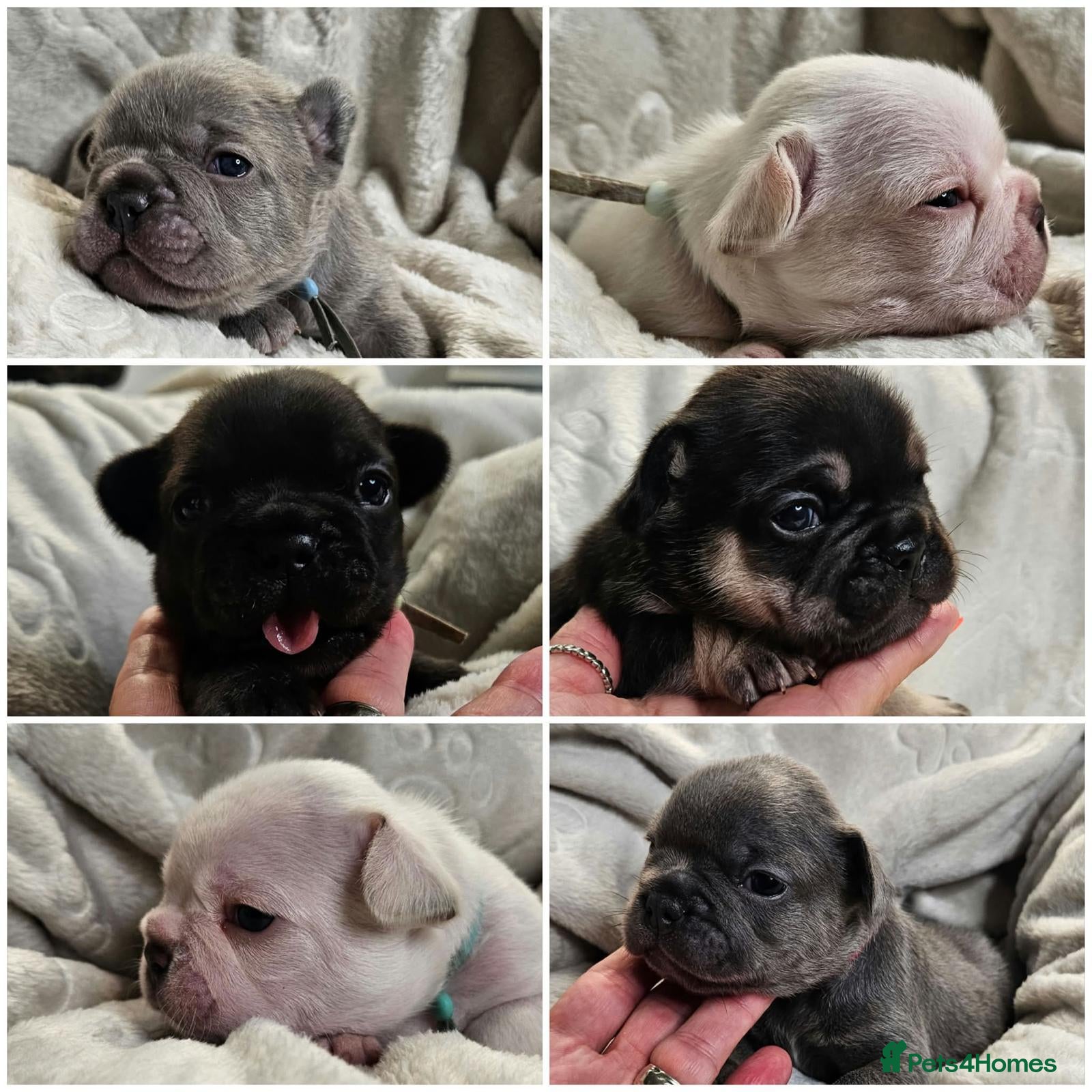 French Bulldog dogs Beautiful French Bulldog puppies 🐶 - Advert 1