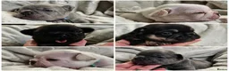 French Bulldog dogs for sale: Beautiful French Bulldog puppies 🐶 - Advert 1