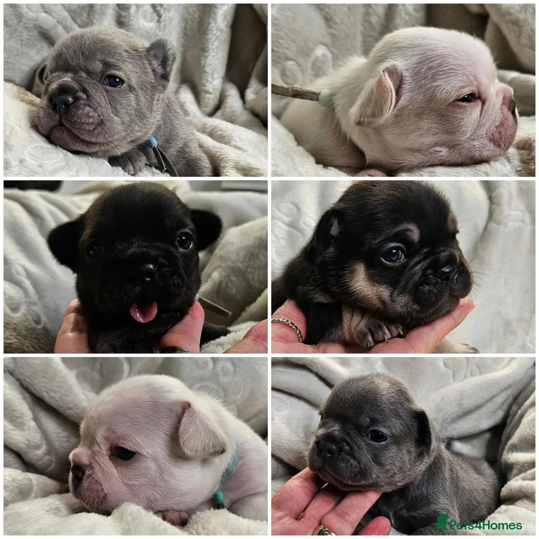 French Bulldog dogs for sale: Beautiful French Bulldog puppies 🐶 - Advert 1