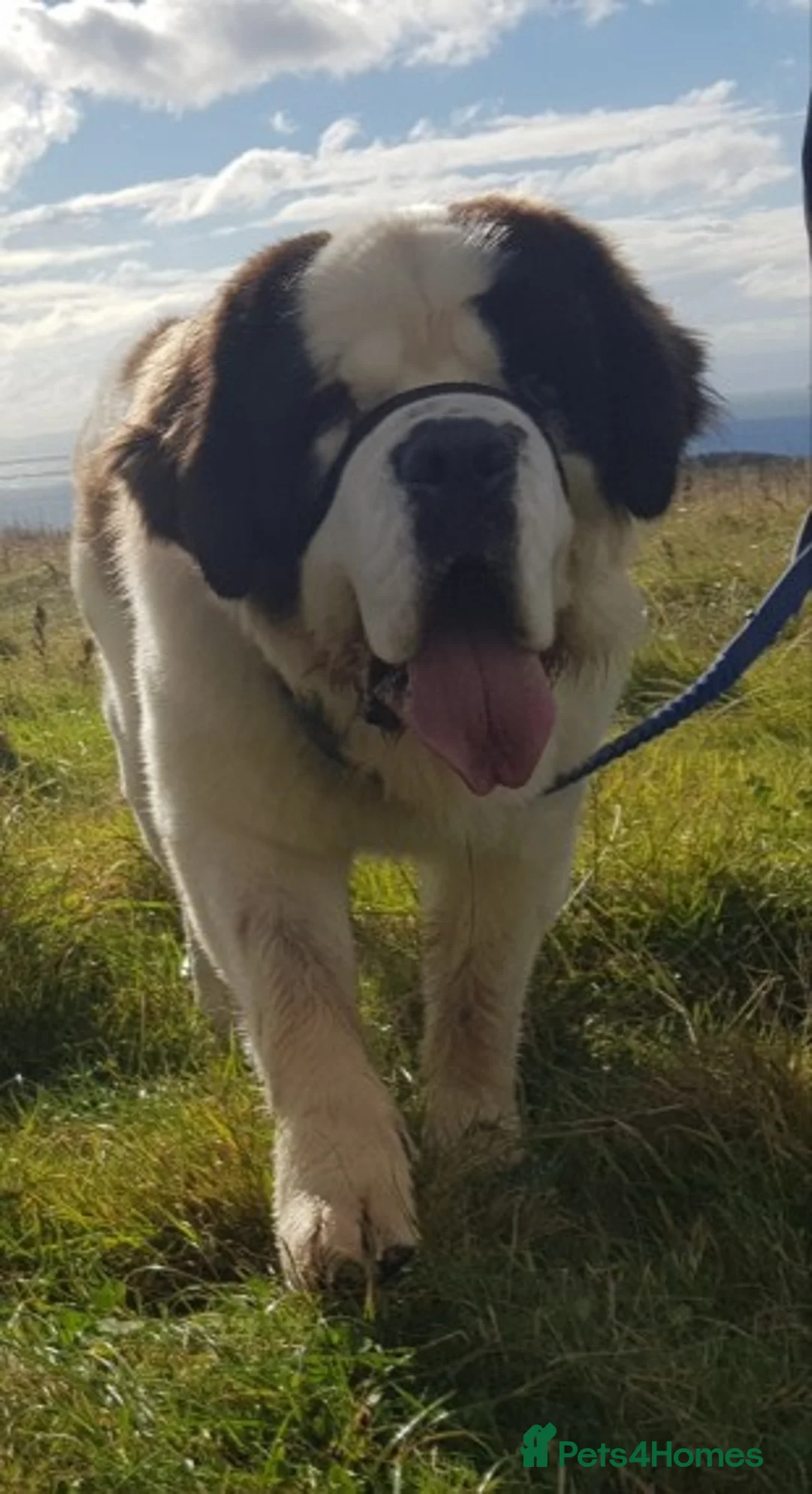 Saint Bernard dogs for stud: Imported KC 6 year old Saint bernard for stud duty in Barry - Advert 8