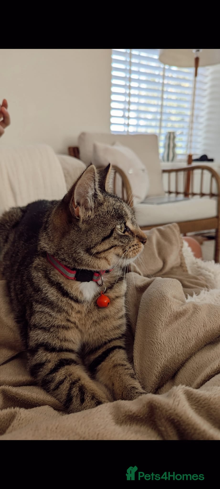 Mixed Breed cats russian blue/tabby girl, called Peaches. - Advert 1