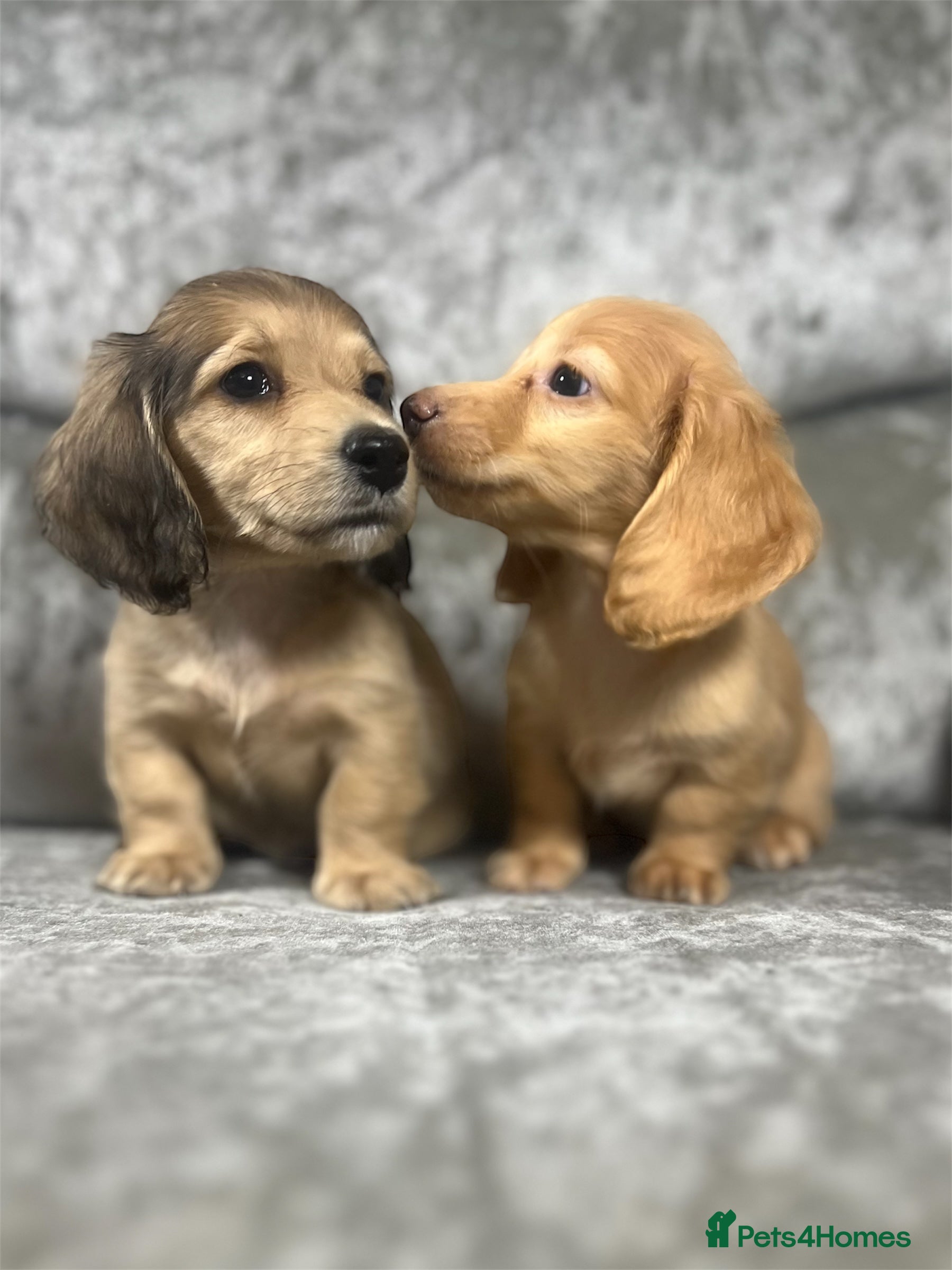 Dachshund dogs KC miniature long hair dachshunds for sale - Advert 1