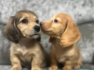 Dachshund dogs KC miniature long hair dachshunds for sale - Advert 1