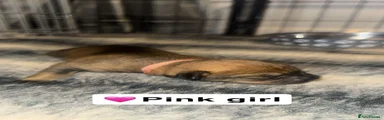 Pink Girl